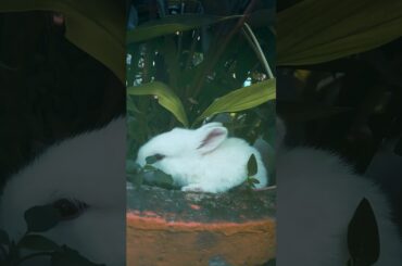 Three Cute Rabbit