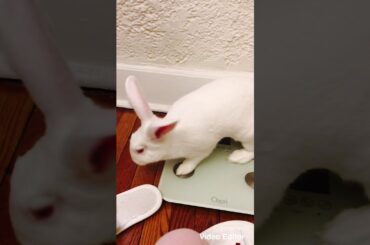 Cute bunny videos-floppy bunny