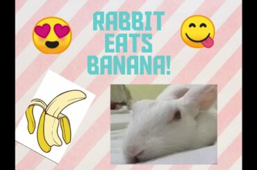 Rabbit Goes CRAZY For BANANAS! | Cute And Funny Video Of Rabbit Eating Banana |