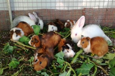 Funny and Cute Baby Bunny Rabbit Videos - Baby Animal Videos - Rabbits Eating Vegetables - Rabbit