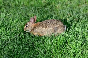 Baby Bunny - Nom Nom Nom - 1 Minute of Epic Cute