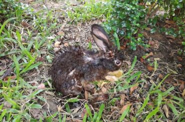 A Baby Rabbit Was Wet - Cute Baby Eating Vegetables - Funny and Cute Baby Bunny Rabbit Videos