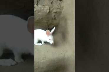 Cute & lovely rabbit