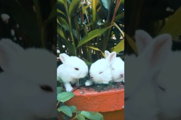 Rabbit video 2020 Cute baby Rabbit video, Animal video Compilation 2020, Rabbits lover