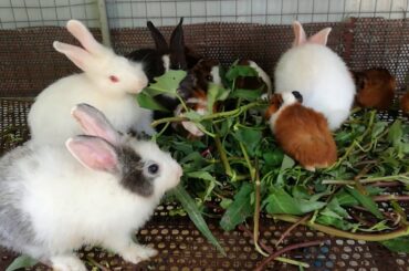 Cute Babies Rabbits Eating Vegetables - Funny Baby Bunny Rabbit Videos Compilation - Cute Rabbits