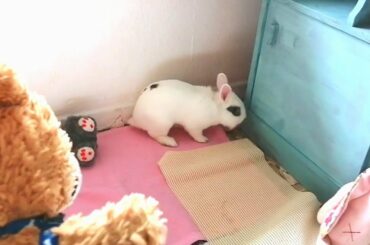 Conejito Blanco Gracioso, Feliz Jugando en su Parque, Funny and Cute Bunny.