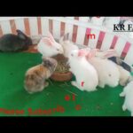 cute rabbit baby activity videos by farming