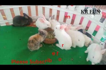 cute rabbit baby activity videos by farming