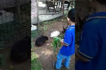 Kasih makan kelinci, sangat menyenangkan - cute Rabbit