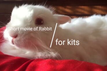 OMG unbelievable not social dictance in Lockdown Covid-19 Cute Rabbit  || Funny Bunny Videos ||