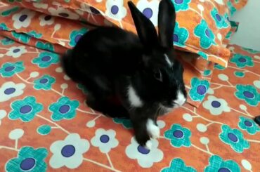 Black  Bunny playing in Bed! Cute Rabbit!