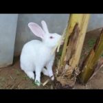Awesome Baby Rabbit Video । Rabbit Eating Banana Tree । Pet Rabbit Jaipur India