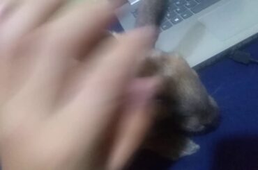 My cute rabbit, I consent 🤩😍😍