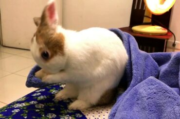 Cute Rabbit Washing his Face and Ears