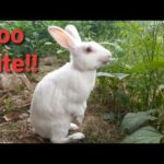 cute rabbit, BADUR eating coariander plant outside.