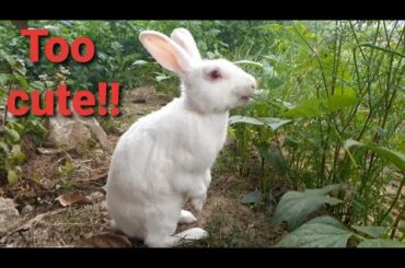 cute rabbit, BADUR eating coariander plant outside.