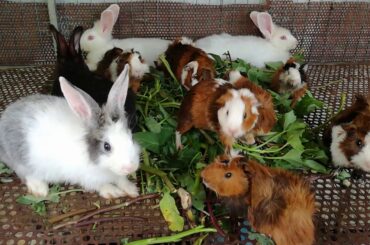 Baby Rabbits Eating Vegetables - Funny and Cute Baby Rabbit Videos - Cute Rabbits Compilation 2020