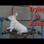cute rabbit BADUR trying to jump..