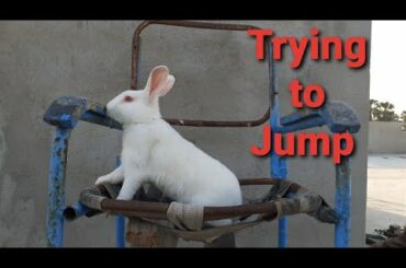 cute rabbit BADUR trying to jump..