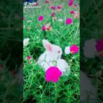 Cute rabbit whatsup status vidoe🐇