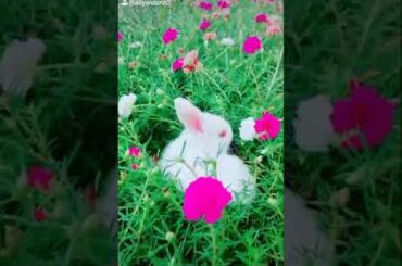 Cute rabbit whatsup status vidoe🐇