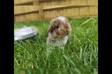 Cutest animal ever!! Cutest baby rabbit ever