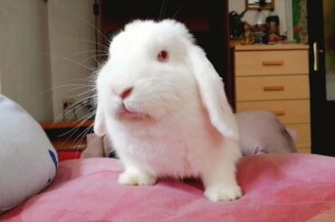 Conejita Feliz Comiendo Verduritas, Conejo Belier, Cute Bunny. 🐰🌸