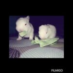 Cutest baby rabbits eating cabbage leaves😍😍😍😍||cutest ever Lovely bunny rabbies Pumy and Rumy