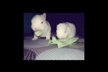 Cutest baby rabbits eating cabbage leaves😍😍😍😍||cutest ever Lovely bunny rabbies Pumy and Rumy