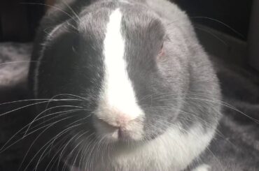 Cute Bunny on a Friday