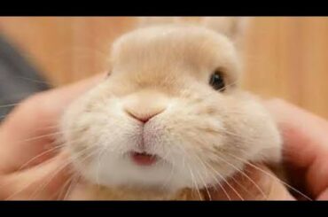 A day spent with baby bunnies is always beautiful ❤️ //Adorable Animals