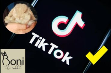 Cute Bunny TikTok Compilation | Roni The Rabbit |