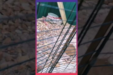 Cute bunny plus new cuter bunny