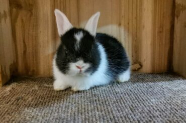 Tokki Club Cute Rabbit Video #10 - Super Cute Baby Bunnies