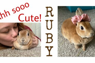 My bunny rabbit Ruby being super duper cute!