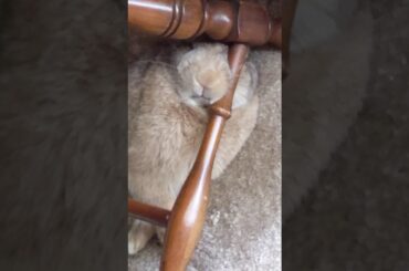Sleepy Bunny Takes A Nap (cute) 😴