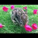 Baby Rabbit playing in ground #Newborn_Rabbit