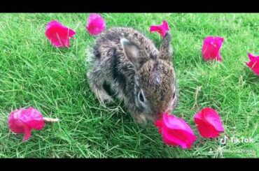 Baby Rabbit playing in ground #Newborn_Rabbit