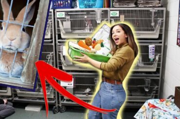 HOMELESS BUNNIES GET A BIG SURPRISE! 😱🐇