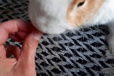 Bunny eating bell peper #asmr #cute #bunny