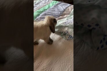 cute bunny playing with her mom!