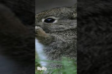 Cute bunny’s *NOT MINE*