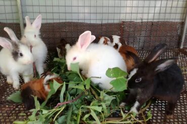 Cute Babies Rabbits Eating Vegetables - Funny Baby Bunny Rabbit Videos - Cute Baby Rabbits - Rabbits