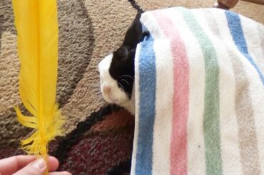 Tickling a Sleeping Rabbit with a Feather