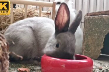 beautiful and cute Rabbit videos 🙂🙂🔥🔥