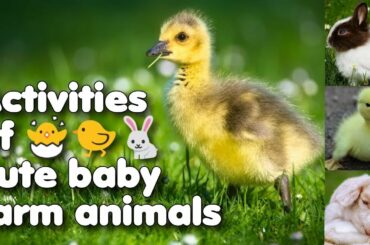 Cute Baby animals on the farm