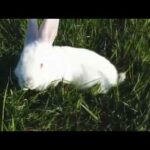 Cute Rabbit 🐰❤❤