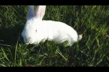 Cute Rabbit 🐰❤❤