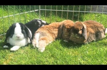 Mini Lop Rabbits Playing Outside