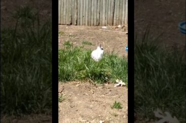 cute rabbit eating grass ,,,
